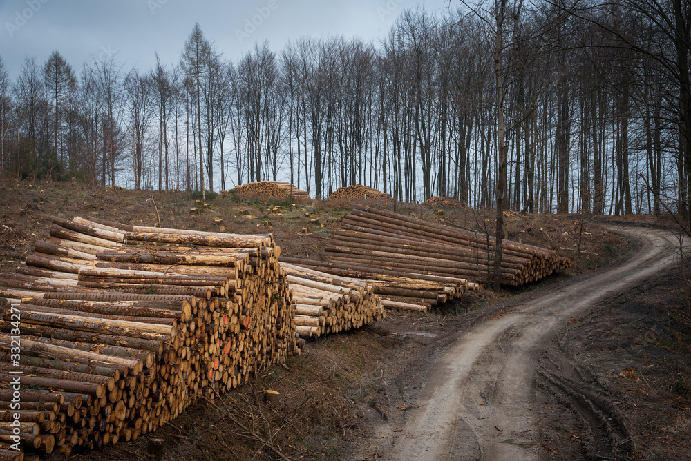 Waldweg mit Holzstapel 