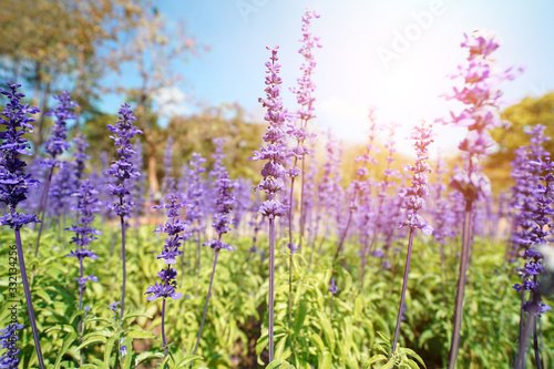 Beautiful lavander in garden with sunlight. Purple flowers background. © apichart