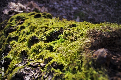 Beautiful green moss grows on an old tree in the forest, close up view, macro. Beautiful background of moss for wallpaper.