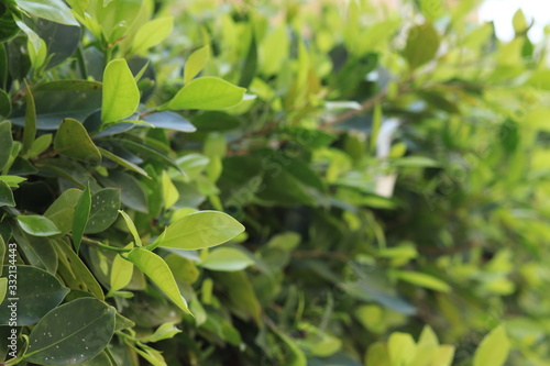 green leaves of a tree in spring