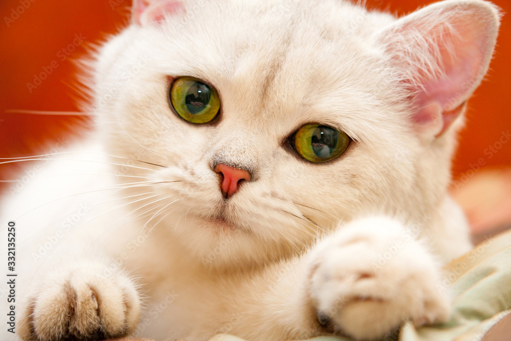 White cat with green eyes White cat with green eyes
