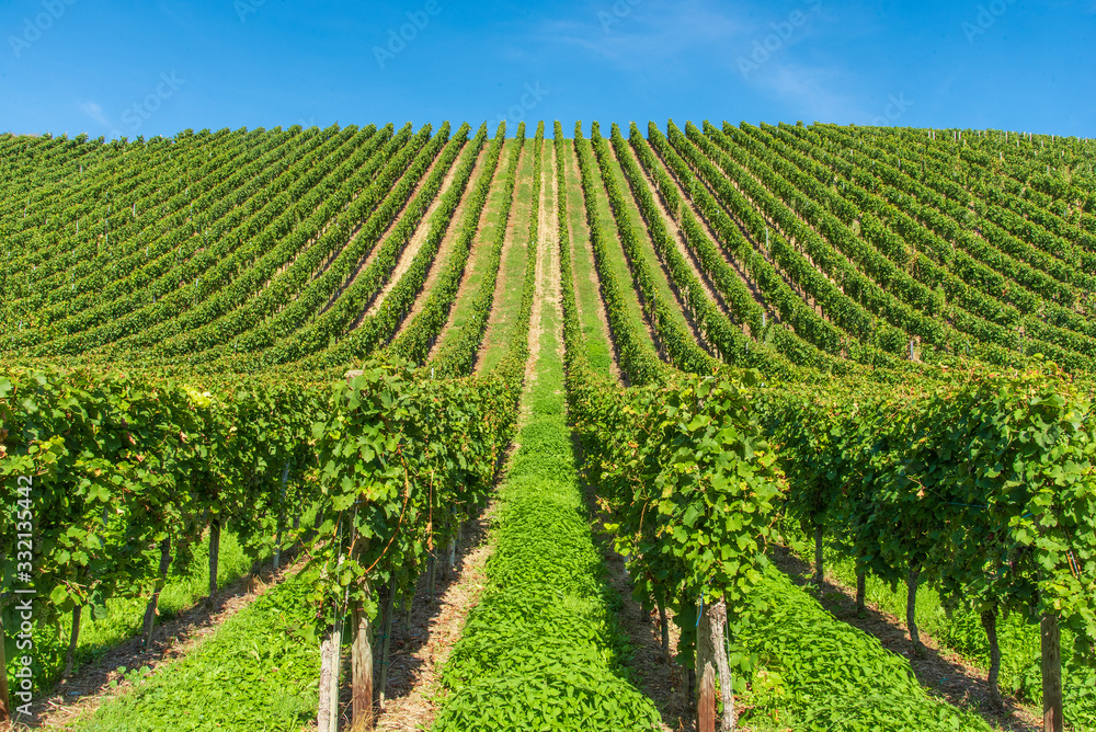 vineyard with rows of grapevine