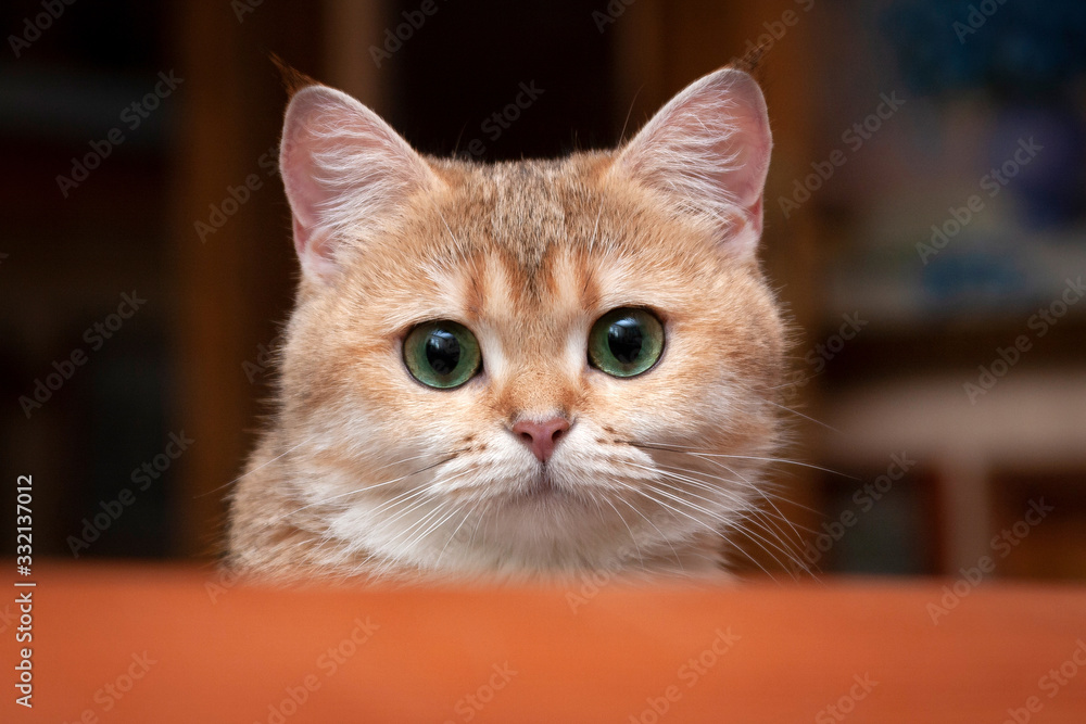 A Golden cat with charming green eyes A Golden cat with charming green eyes