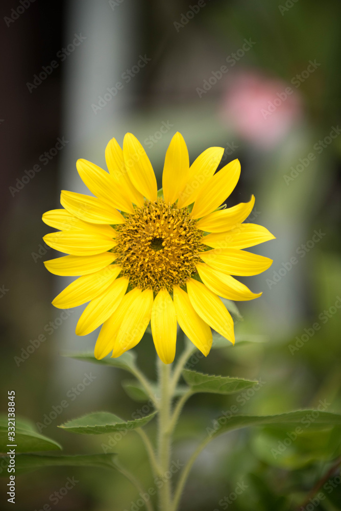 Close up of sunflower, Sunflower flower of summer in field, sunflower natrue background Close up of sunflower, Sunflower flower of summer in field, sunflower natrue background