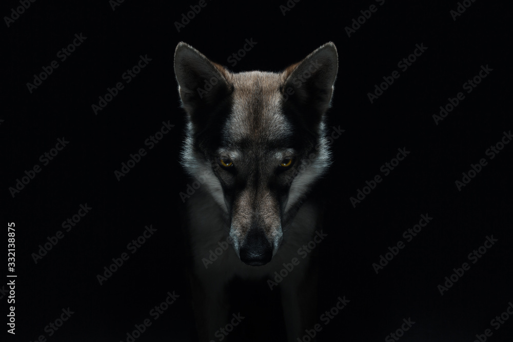 Wolf in different perspectives on dark blue background