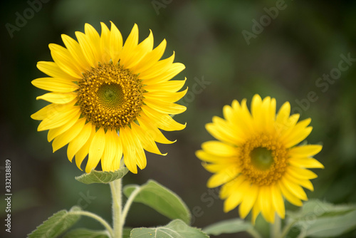 Close up of sunflower  Sunflower flower of summer in field  sunflower natrue background