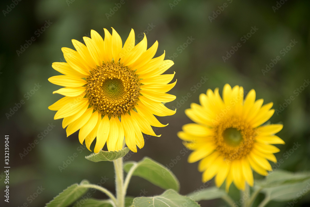 Close up of sunflower, Sunflower flower of summer in field, sunflower natrue background Close up of sunflower, Sunflower flower of summer in field, sunflower natrue background