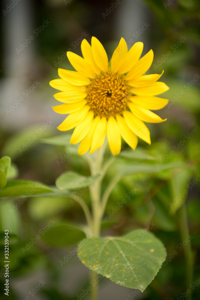 Close up of sunflower, Sunflower flower of summer in field, sunflower natrue background Close up of sunflower, Sunflower flower of summer in field, sunflower natrue background