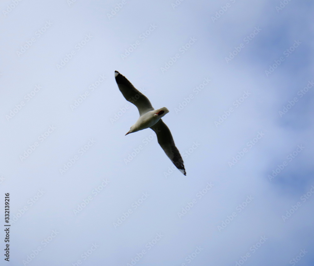 Seagull in full flight in a Melbourne Park Seagull in full flight in a Melbourne Park