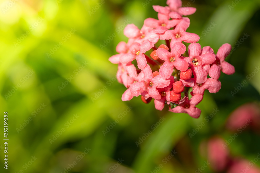 The background image of the colorful flowers The background image of the colorful flowers