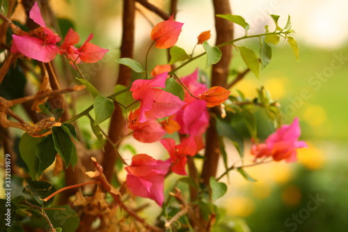 Spring background with a plant with green and pink leaves