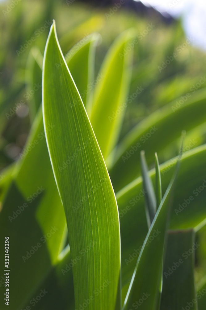 closeup of green fresh spring leaf floral bakground closeup of green fresh spring leaf floral bakground