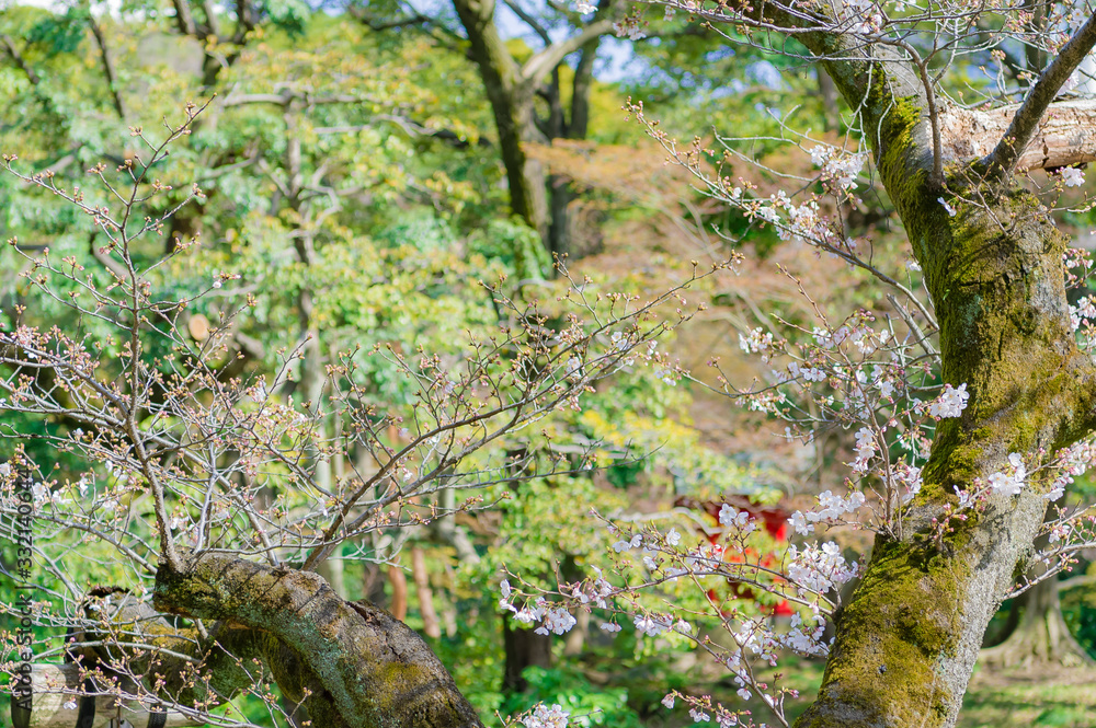 Fototapeta premium 東京都文京区後楽園の日本庭園の咲き始めた桜