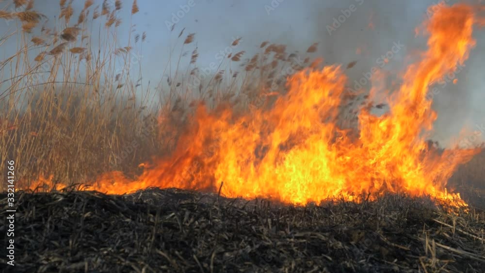 Dry grass burning. Climate change and ecology Dry grass burning. Climate change and ecology