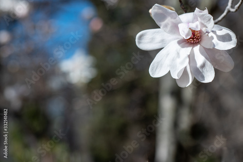 White flowers of the Loebner magnolia Merrill with blurred background as copyspace photo
