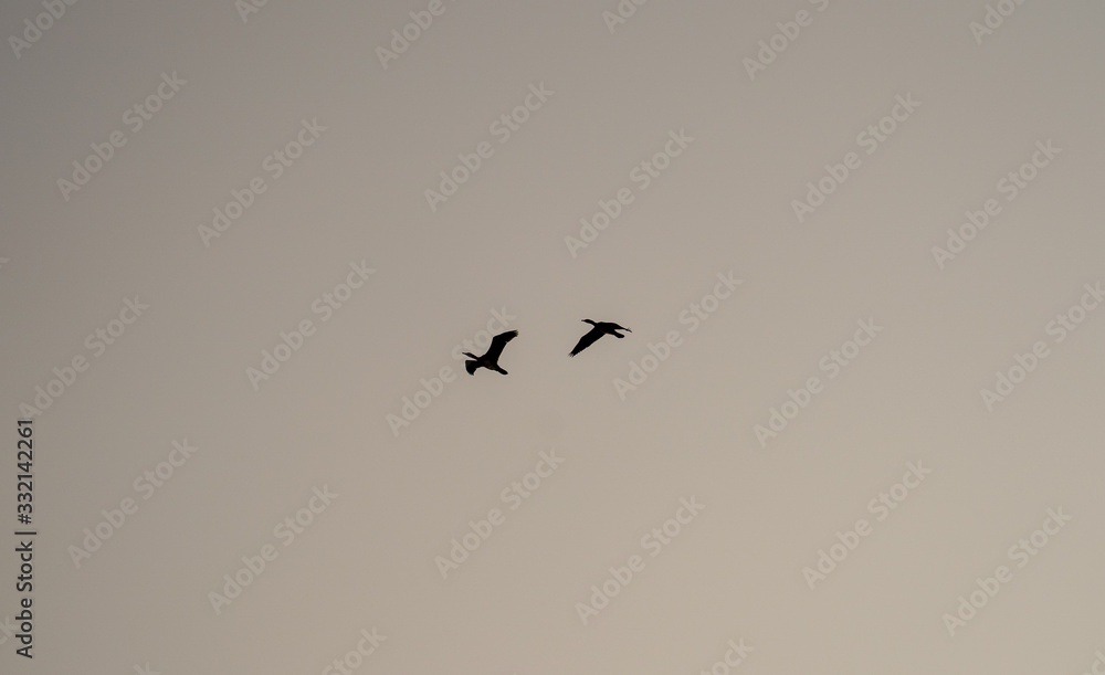 Zwei Kraniche auf Überflug in Abendlicht Zwei Kraniche auf Überflug in Abendlicht