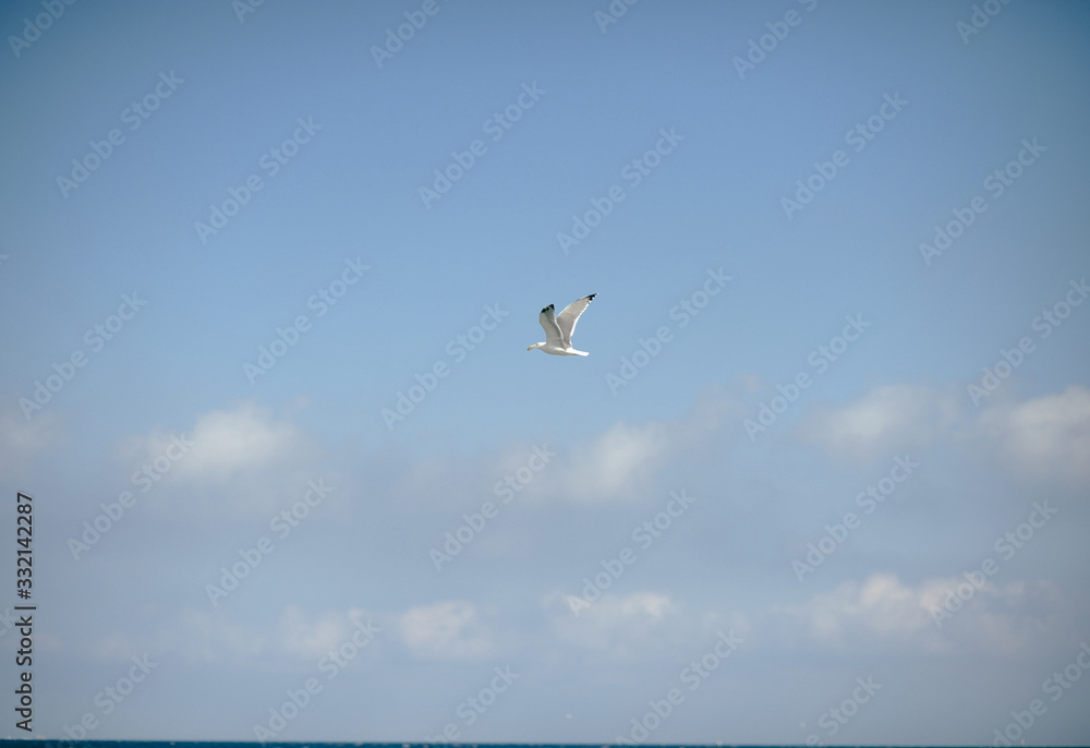 Fototapeta premium Seagull in flight against the blue sky on the Mediterranean sea on the beach