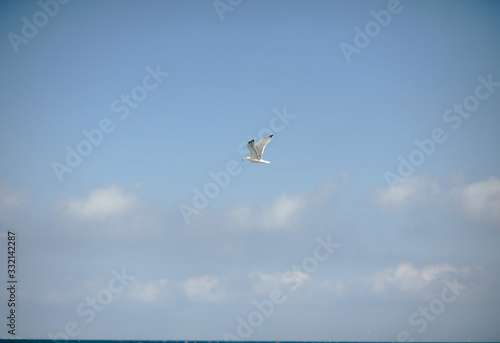Seagull in flight against the blue sky on the Mediterranean sea on the beach