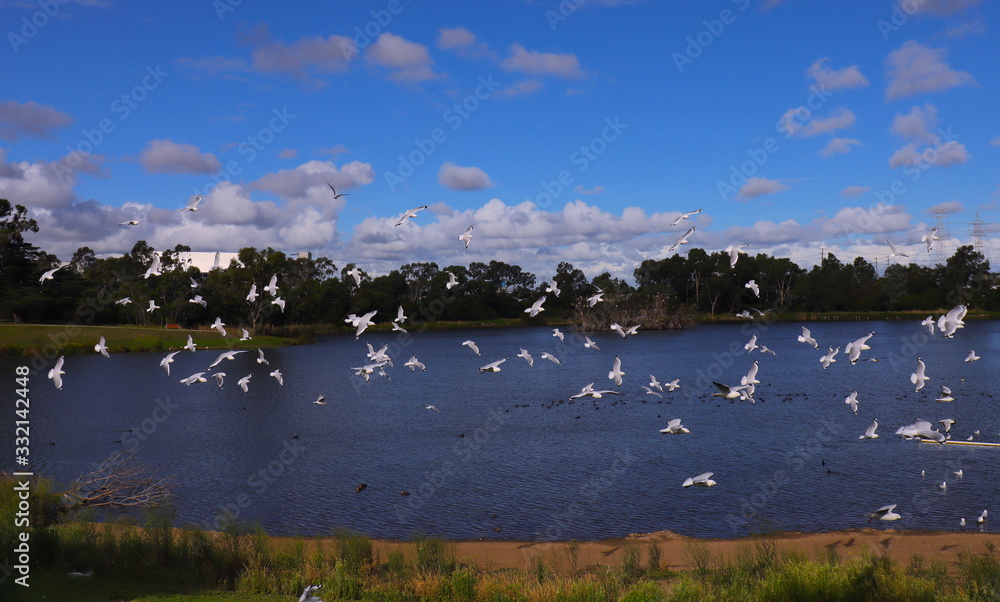 Birds in a Melbourne Park flocking to eat 