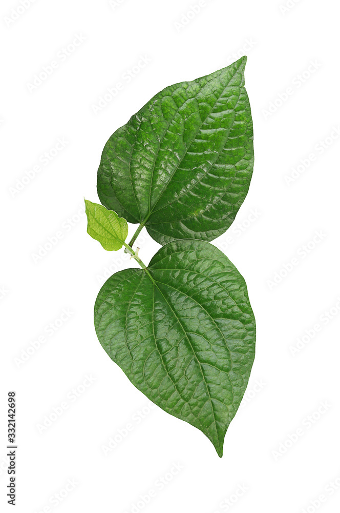 Chaplo leaves isolated on a white background Chaplo leaves isolated on a white background