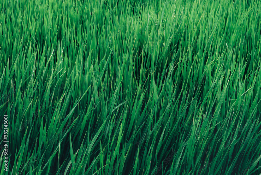 Green Field, Green grass Green Field, Green grass