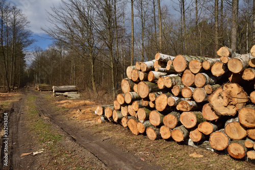 Ścięte drzewa przy błotnistej drodze przygotowane do wywiezienia z lasu.