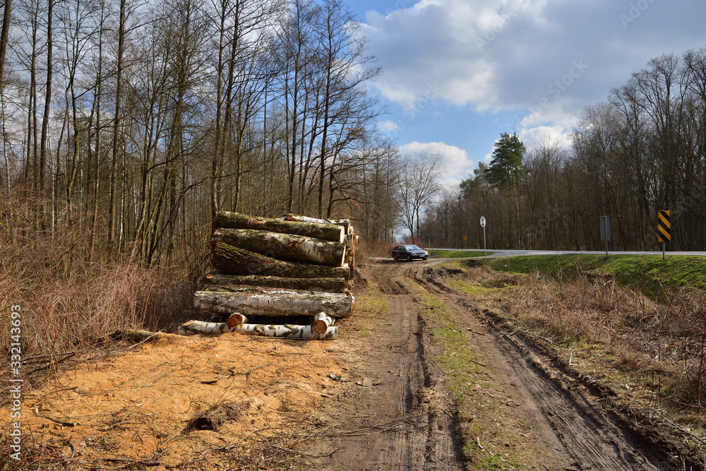 Ścięte drzewa przy błotnistej drodze przygotowane do wywiezienia z lasu.