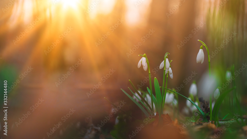 Beautiful white snowdrop flowers growing in the forest Beautiful white snowdrop flowers growing in the forest