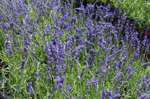 Fototapeta Naklejka Na Ścianę i Meble -  Many small blue lavender flowers in a sunny summer day in Scotland, United Kingdom, with selective focus, beautiful outdoor monochrome floral background