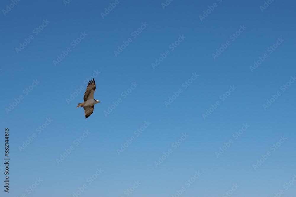 Low angle view of falcon flying with blue sky at background Low angle view of falcon flying with blue sky at background