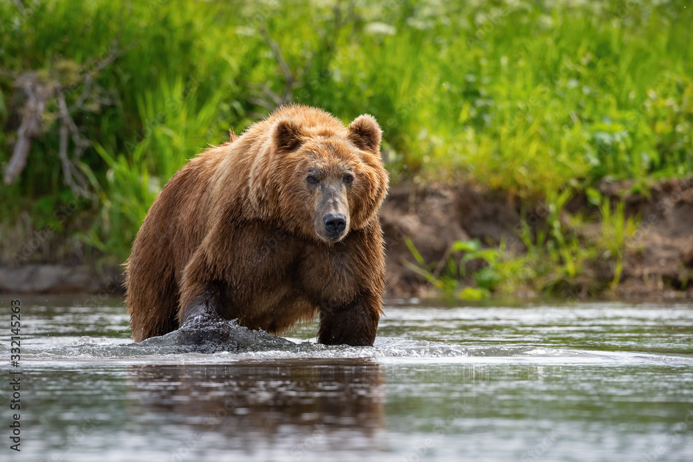 The Kamchatka brown bear, Ursus arctos beringianus catches salmons at Kuril Lake in Kamchatka, running in the water, action picture The Kamchatka brown bear, Ursus arctos beringianus catches salmons at Kuril Lake in Kamchatka, running in the water, action picture