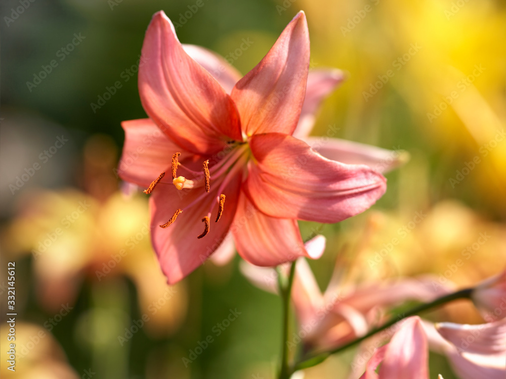 Pale pink lily in garden