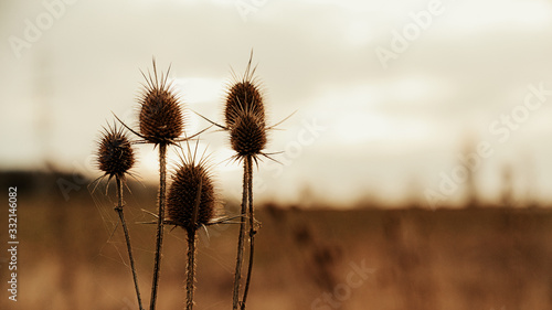 Dry reed bending over the water. Retro style.