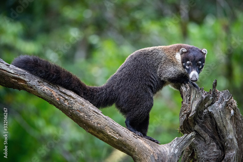 Photos The white-nosed coati, Nasua narica The mammal is standing in the rain forest America Costa Rica Wildlife scene from America nature