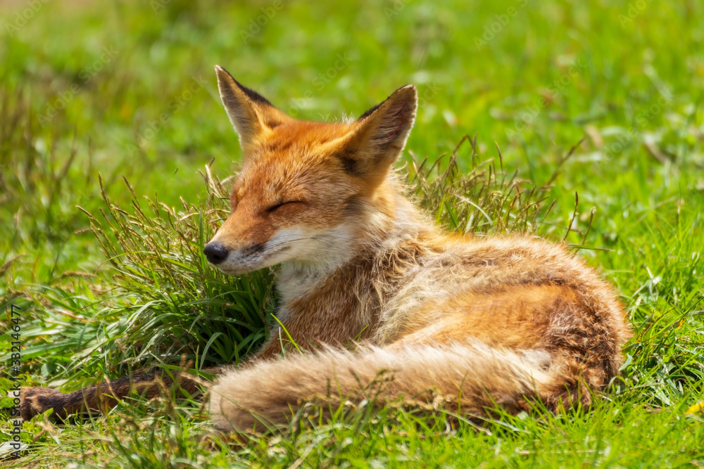 A young fox lies in a clearing among green grass on a warm sunny spring day. A young fox lies in a clearing among green grass on a warm sunny spring day.