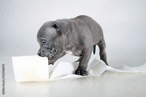 a small puppy of the American Bully breed , plays bites and nibbles toilet paper, does not worry does not panic for the epidemic , the virus and the shortage of toilet paper.