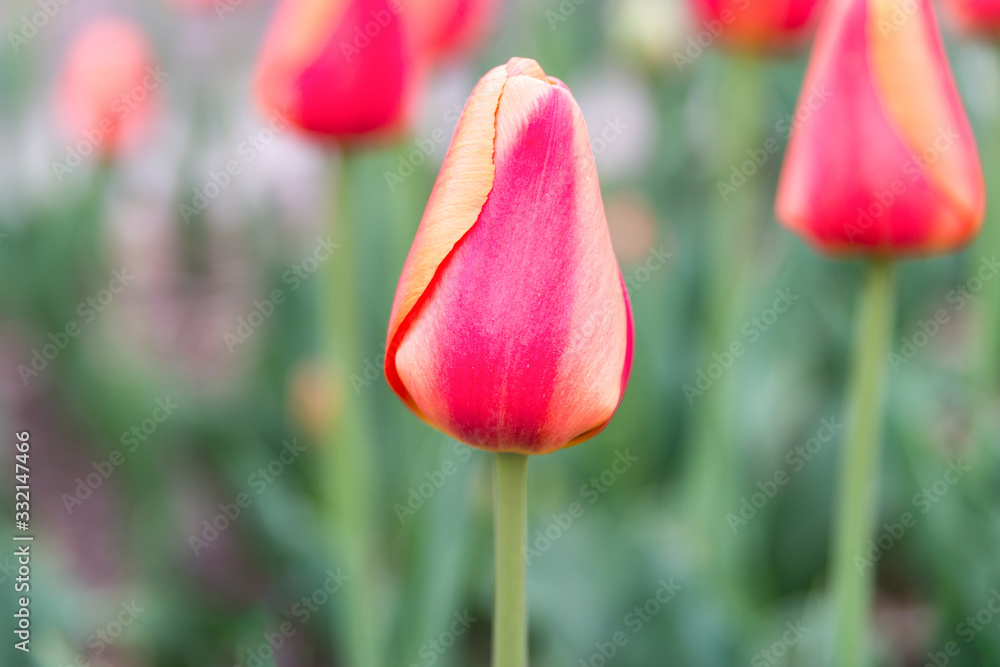 Two color tulip in the garden