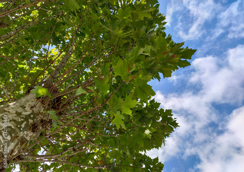 Fototapeta premium Platano tree (Platanos hispanica) with lobed leaves and blue sky in the background.