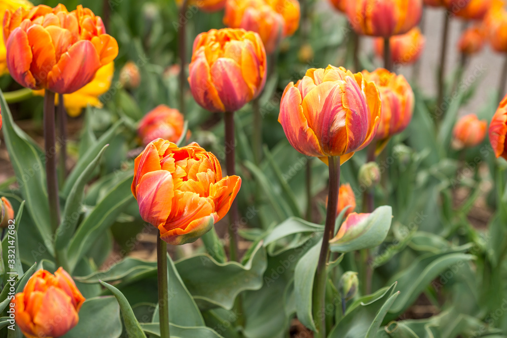 Orange tulips in the garden