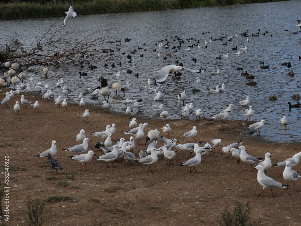 Fototapeta premium Birds in a Melbourne Park flocking to eat 