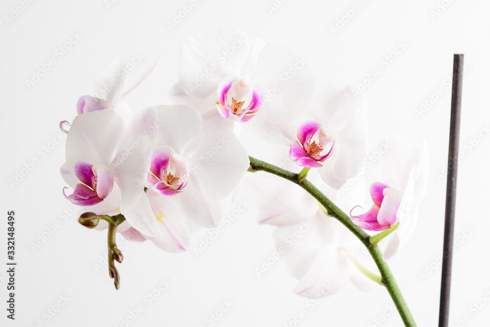Close up of white and vivid pink Phalaenopsis orchid flowers in full bloom isolated on white studio background photographed with soft focus - obrazy, fototapety, plakaty 