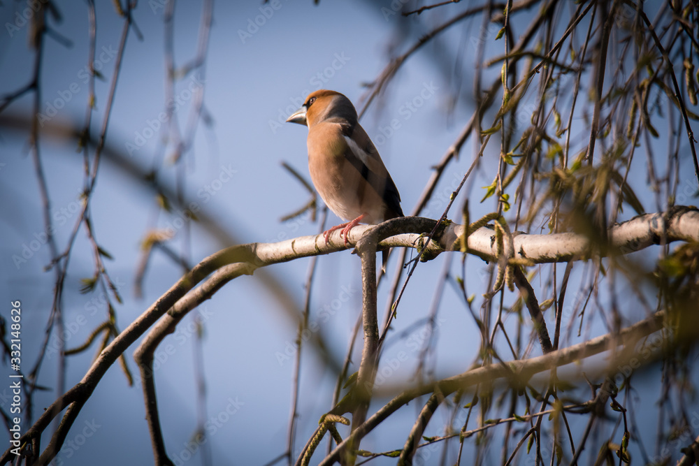 Haw-finch bird (Coccothraustes coccothraustes) sitting on a wood, dlask tlustozobý Haw-finch bird (Coccothraustes coccothraustes) sitting on a wood, dlask tlustozobý