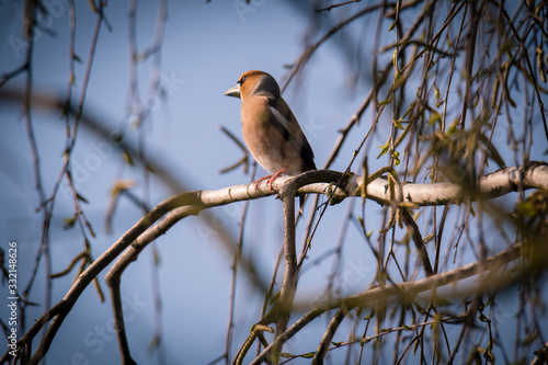 Haw-finch bird (Coccothraustes coccothraustes) sitting on a wood, dlask tlustozobý