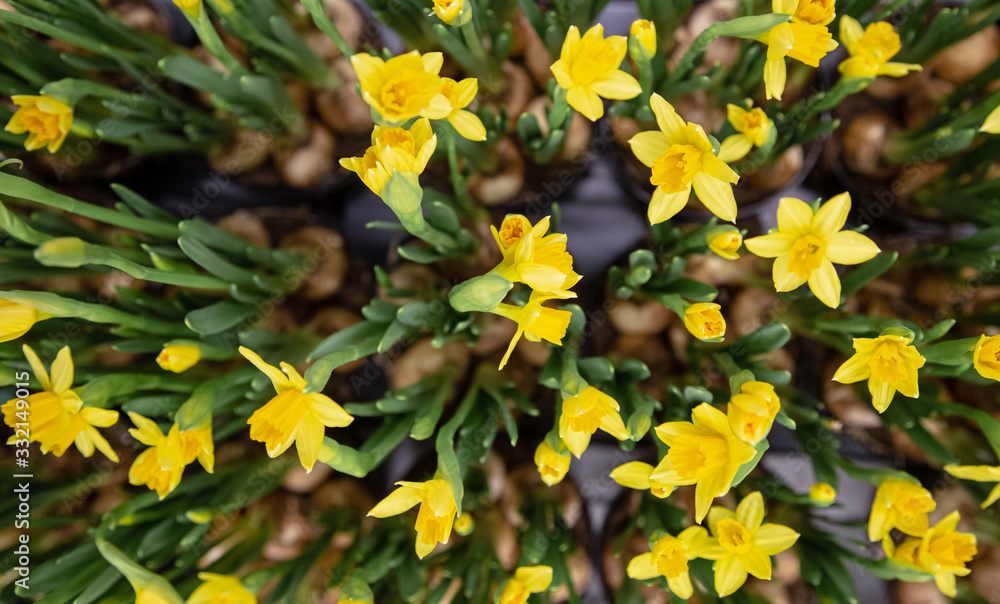 Natural beautiful background with lots of small yellow daffodils. Natural beautiful background with lots of small yellow daffodils.