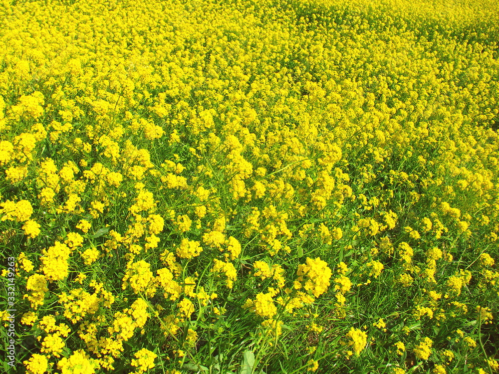 Obraz premium 満開の菜の花咲く春の江戸川土手風景