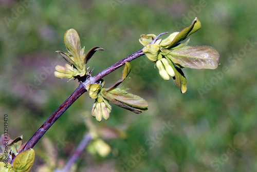 Blue honeysuckle branches with buds photo