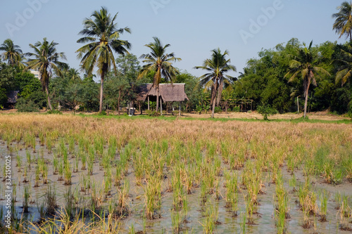 Rice field amidst green trees