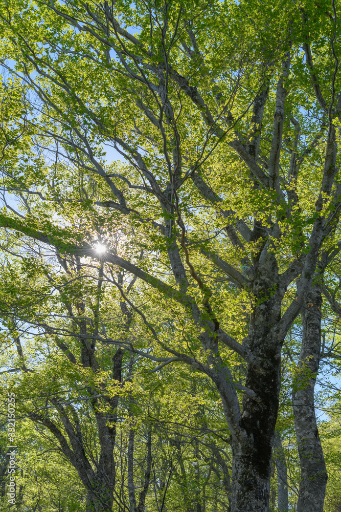 Obraz premium 会津駒ヶ岳のブナの新緑