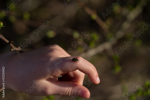 Käfer auf einen Finger © Kay