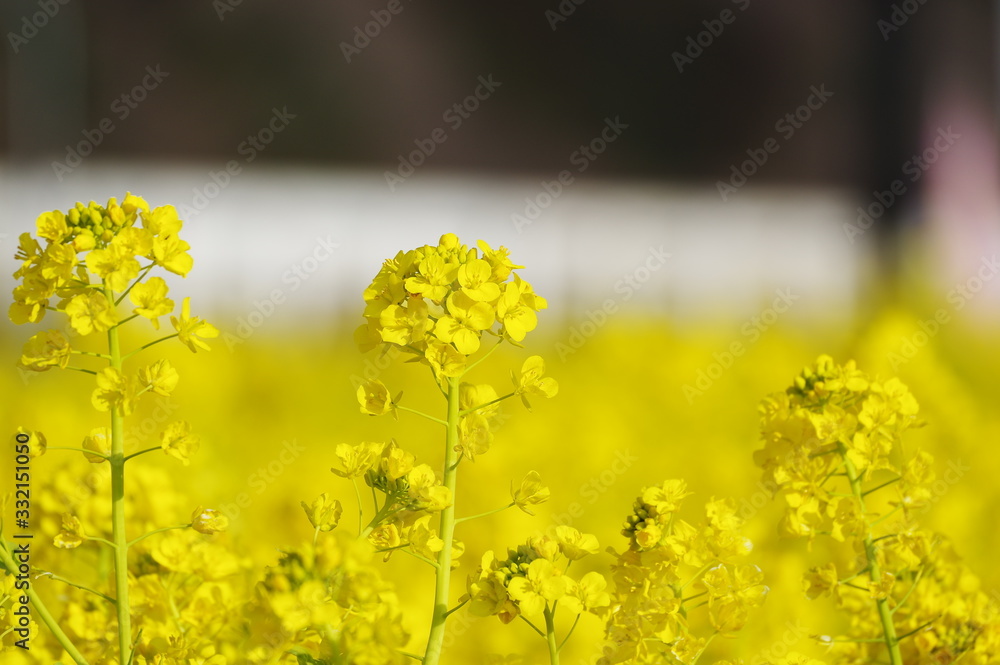 Obraz premium 菜の花